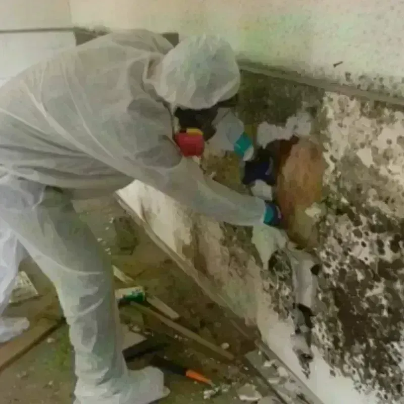 Mold Remediation and Removal in Forest Grove, OR